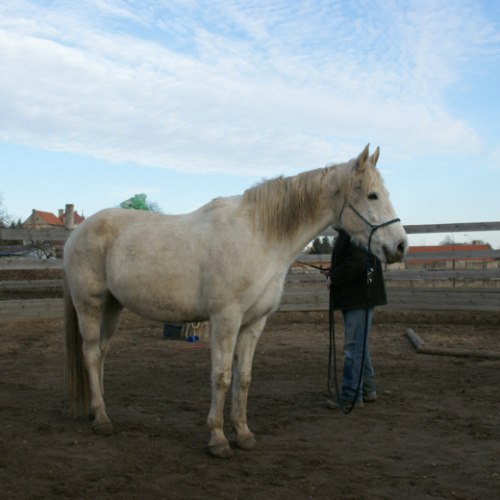 Výcvik Rusalka a Eva